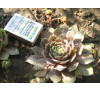Молодило  Sempervivum tectorum 'Violaceum'